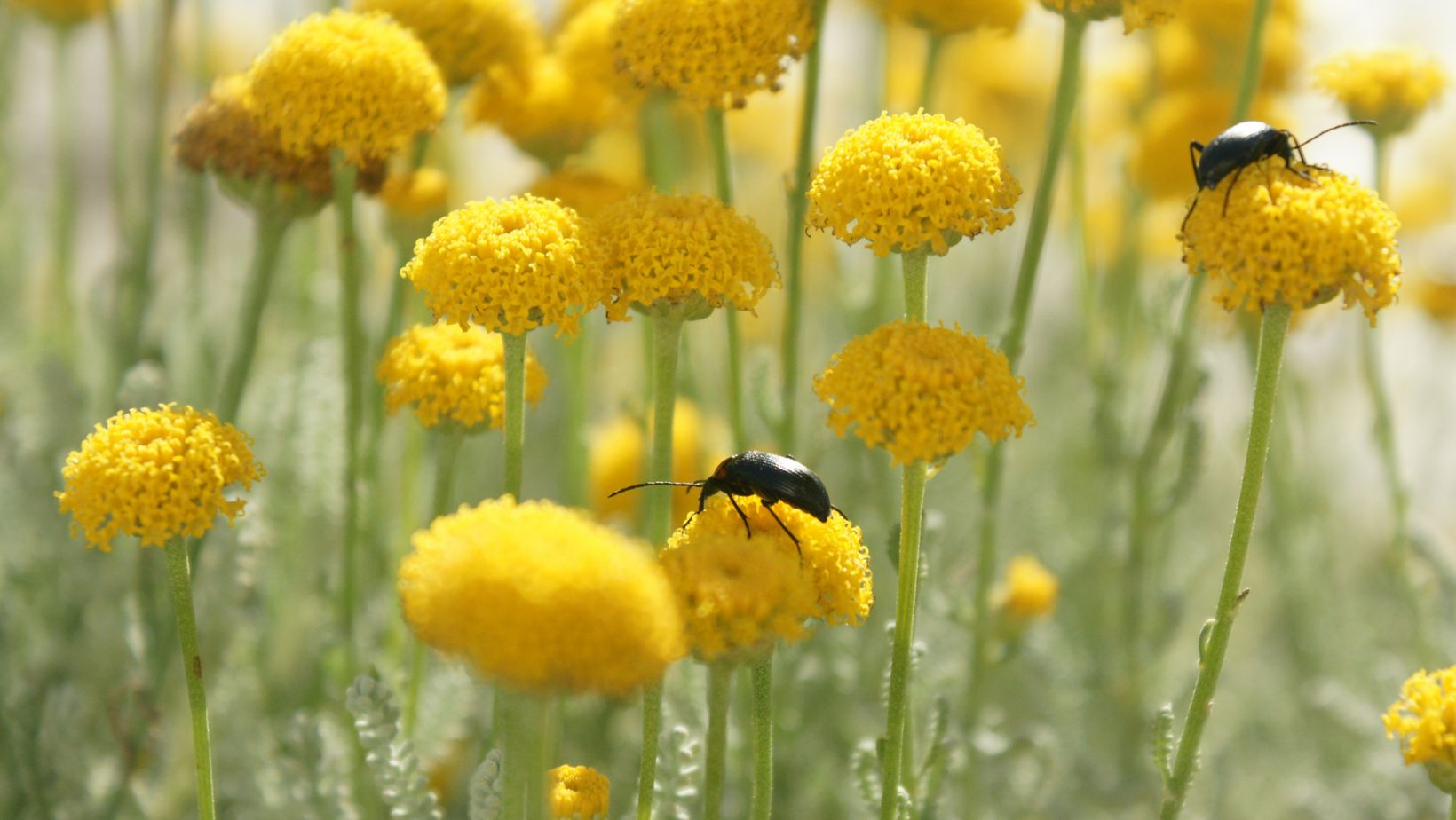 Dag van de Biodiversiteit