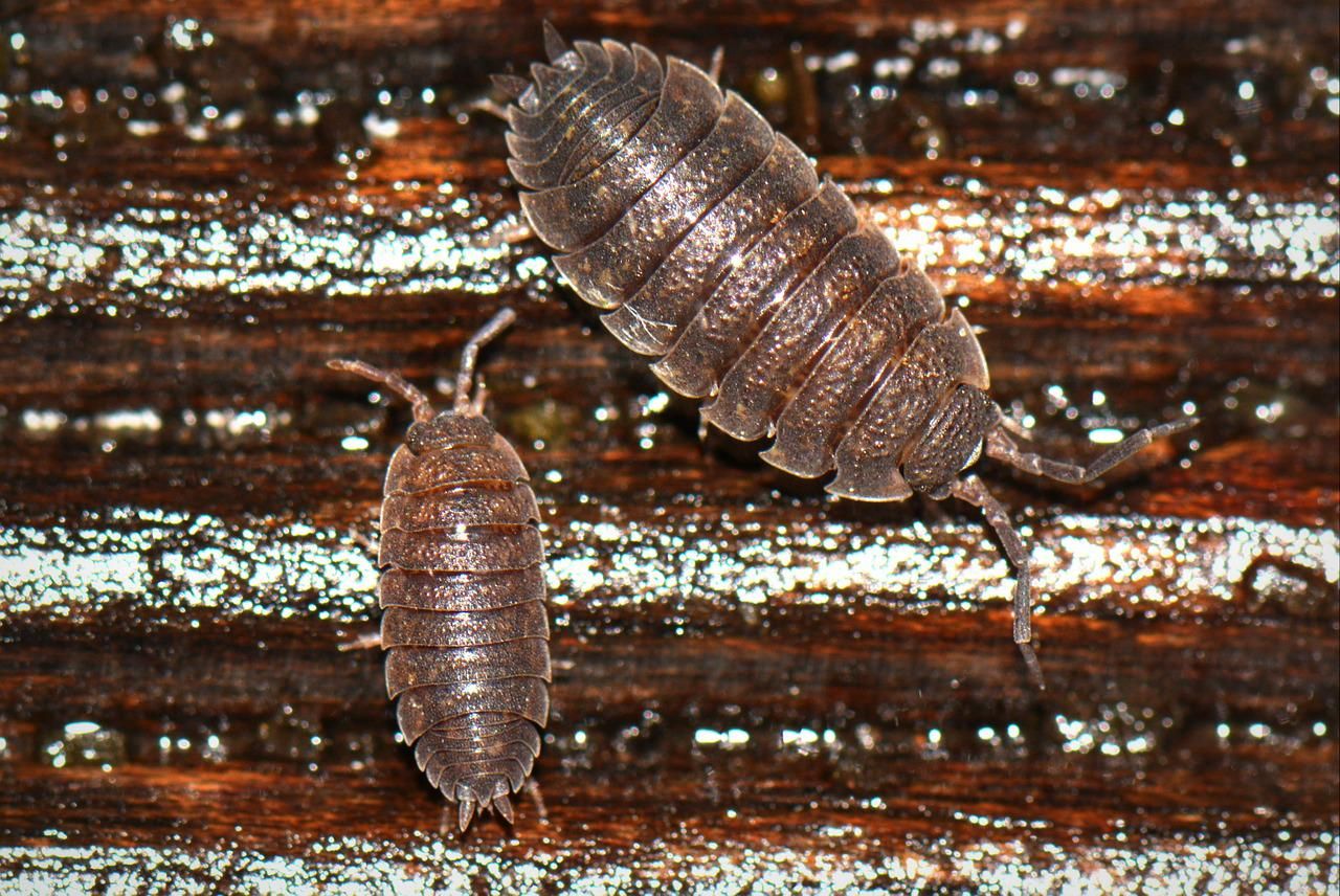 Woodlice