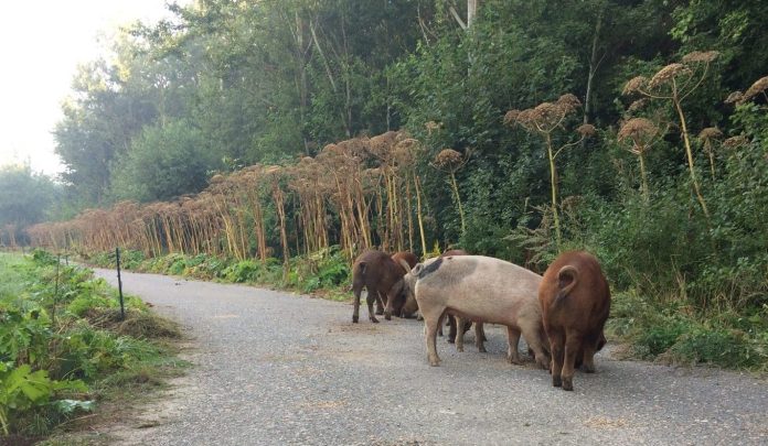 Pigs eating hogweed