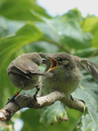 Babysitting for the Seychelles warbler, a species that has been monitored for over thirty years. Photo Sjouke Kingma