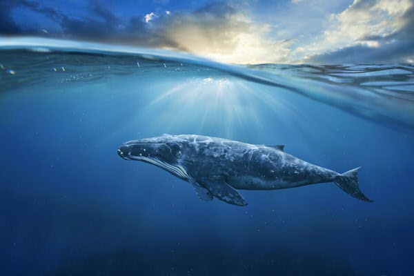 Humpback whale calf