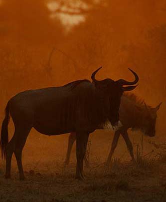 Wildebeest