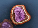 Flu virus