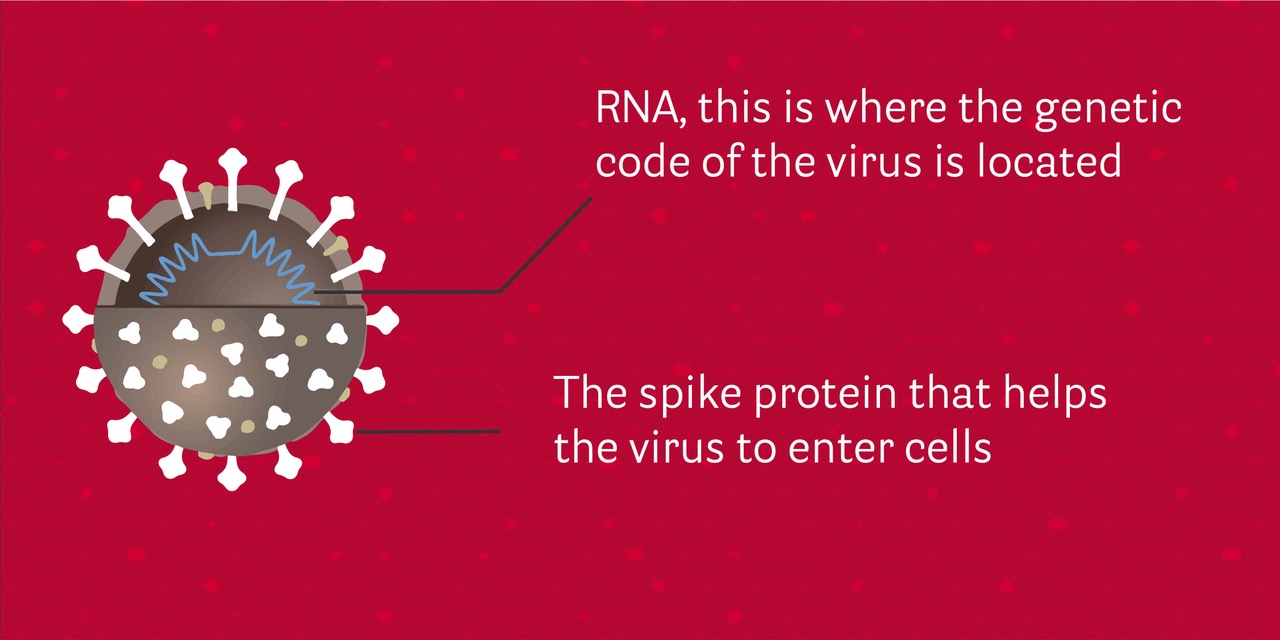 RNA + spike protein