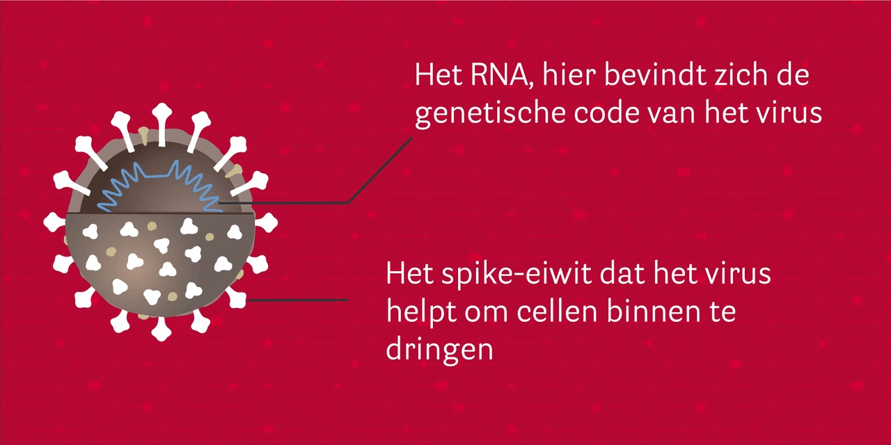 RNA + spike eiwit