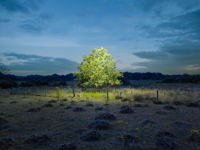 Collective Landscape