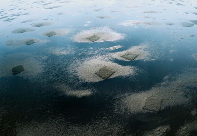 Collective Landscape