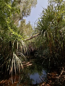Riparian habitat in Mornington, NW Australia. The here shown Pandanus sp. are characteristic plants of this habitat, and an important indicator of habitat quality for purple-crowned fairy wrens.