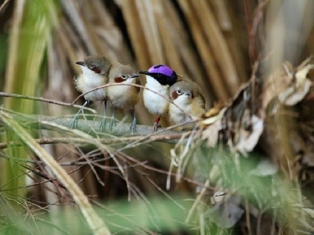 Purple-crowned fairy wrens. In the middle of the little group, there is a male in full breeding plumage: the name-giving purple crown, surrounded by a black circlet. Image credit: Niki Teunissen/AWC.