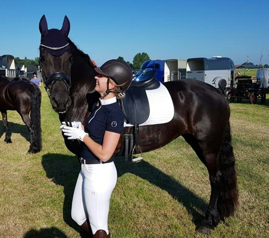 Friesian horse