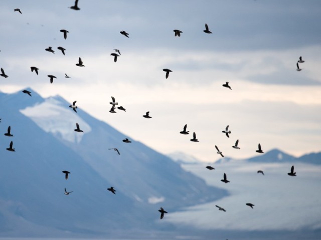 Image from the website Contaminating Encounters, Chapter 1: The Journey Begins.