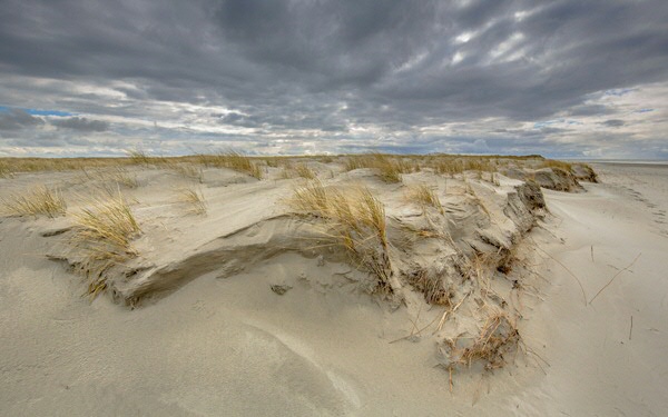 Vorming van een jonge duin in Rottumerplaat, Waddenzee, Nederland. Foto door Rudmer Zwerver