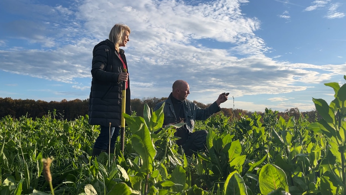 decoratieve afbeelding