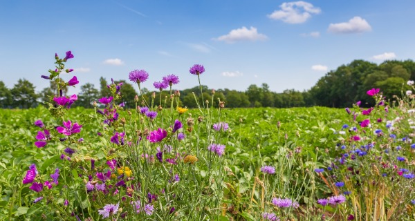 Centre for Sustainable Agriculture Transition