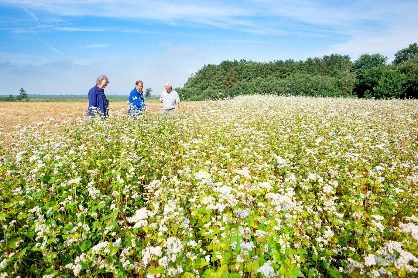 decoratieve afbeelding