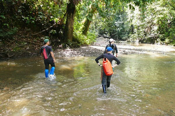 The Bornean rainforest