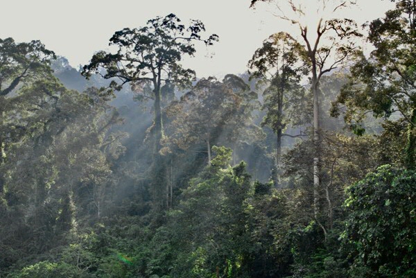 The Bornean rainforest