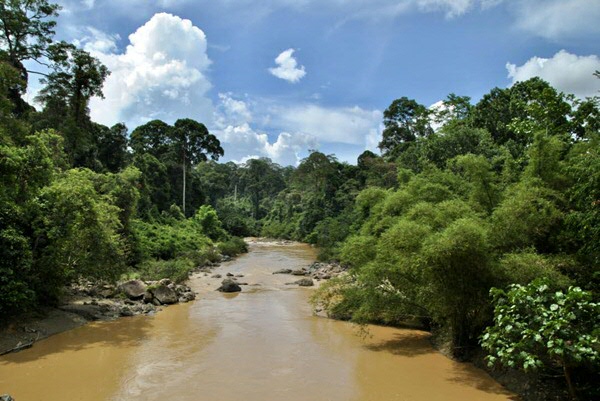 The Bornean rainforest