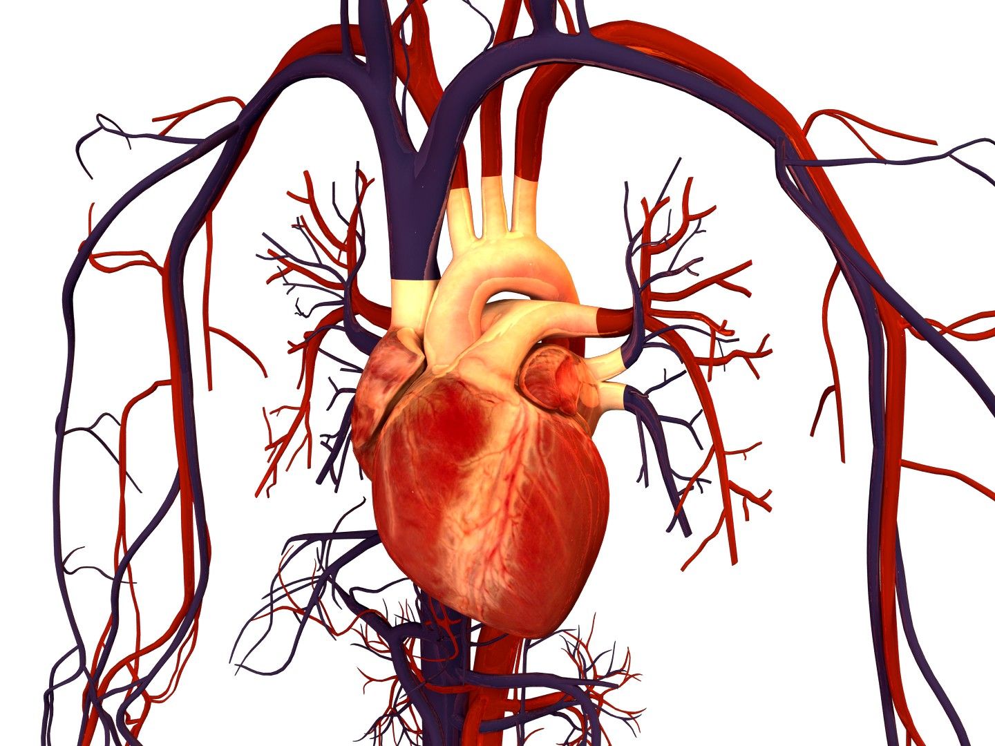 Human Heart and Circulatory System