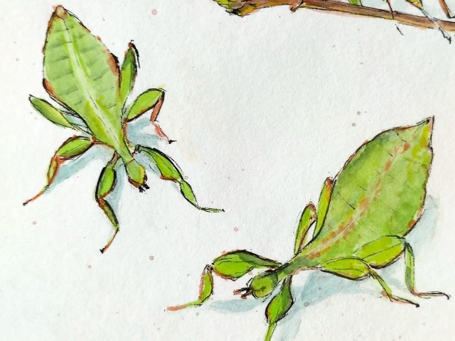 Drawing: Saskia Kruitwagen