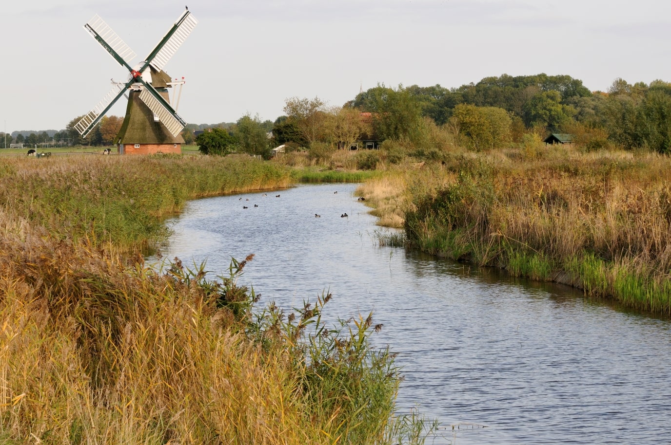 Kardinge's trails are super cute, and there's lots to see... including this windmill!