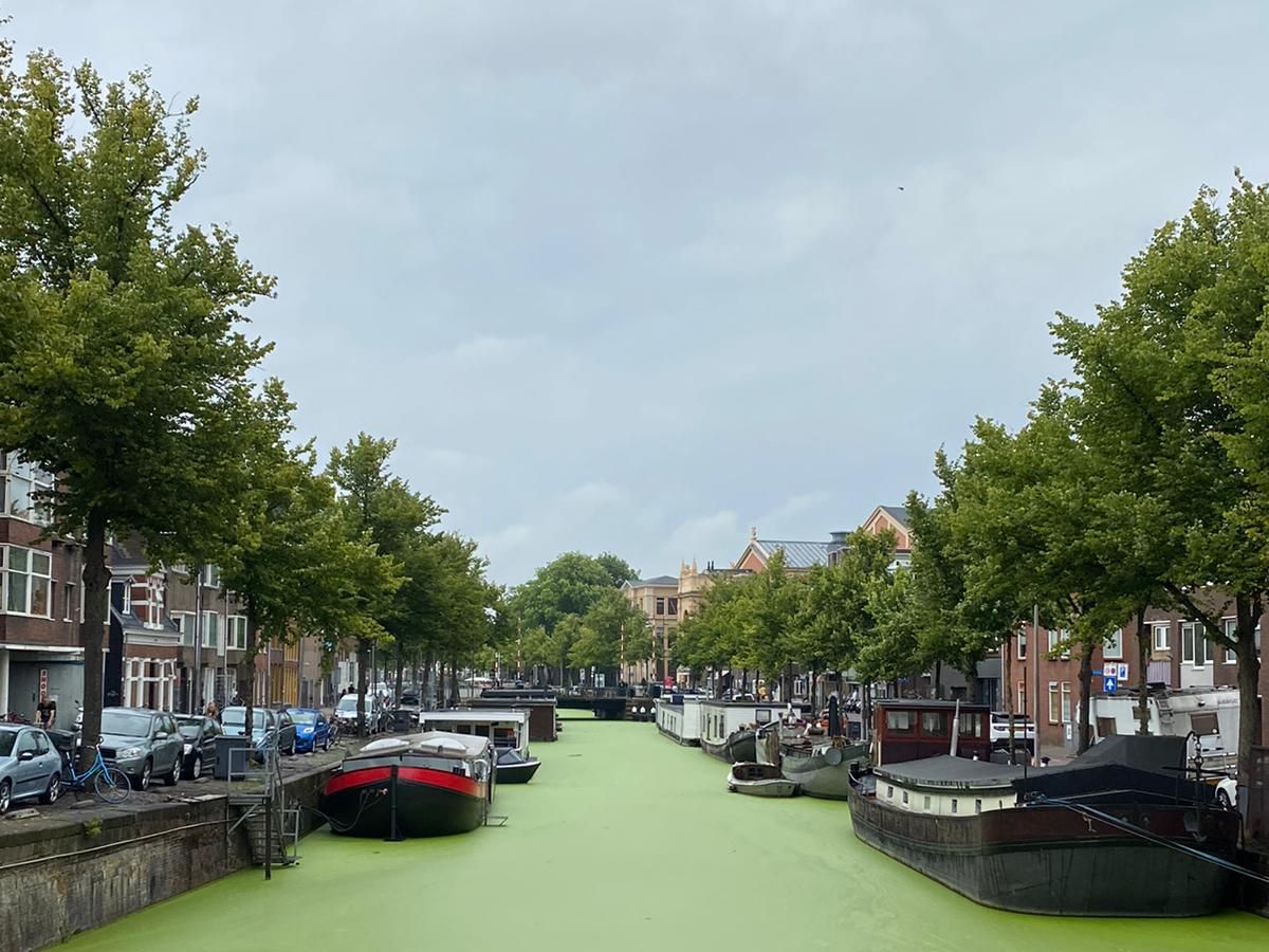 During a heatwave this summer, the canals turned completely green!