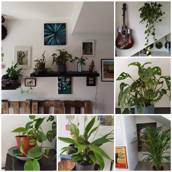 a few of Luc's plant pals