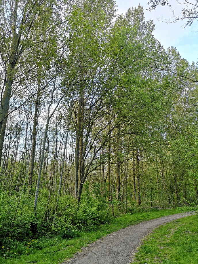 One of the many forested paths in Kardinge