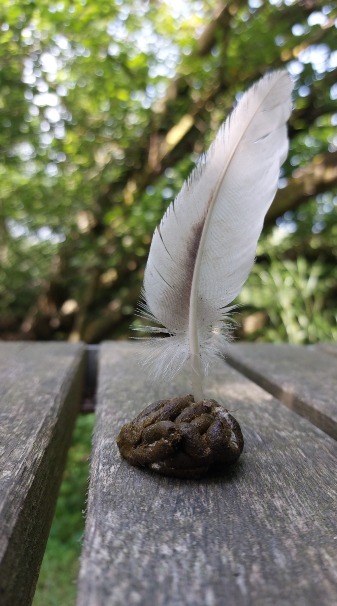 feather on patch of soil