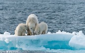 Arctic
