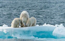 polar bear and cub