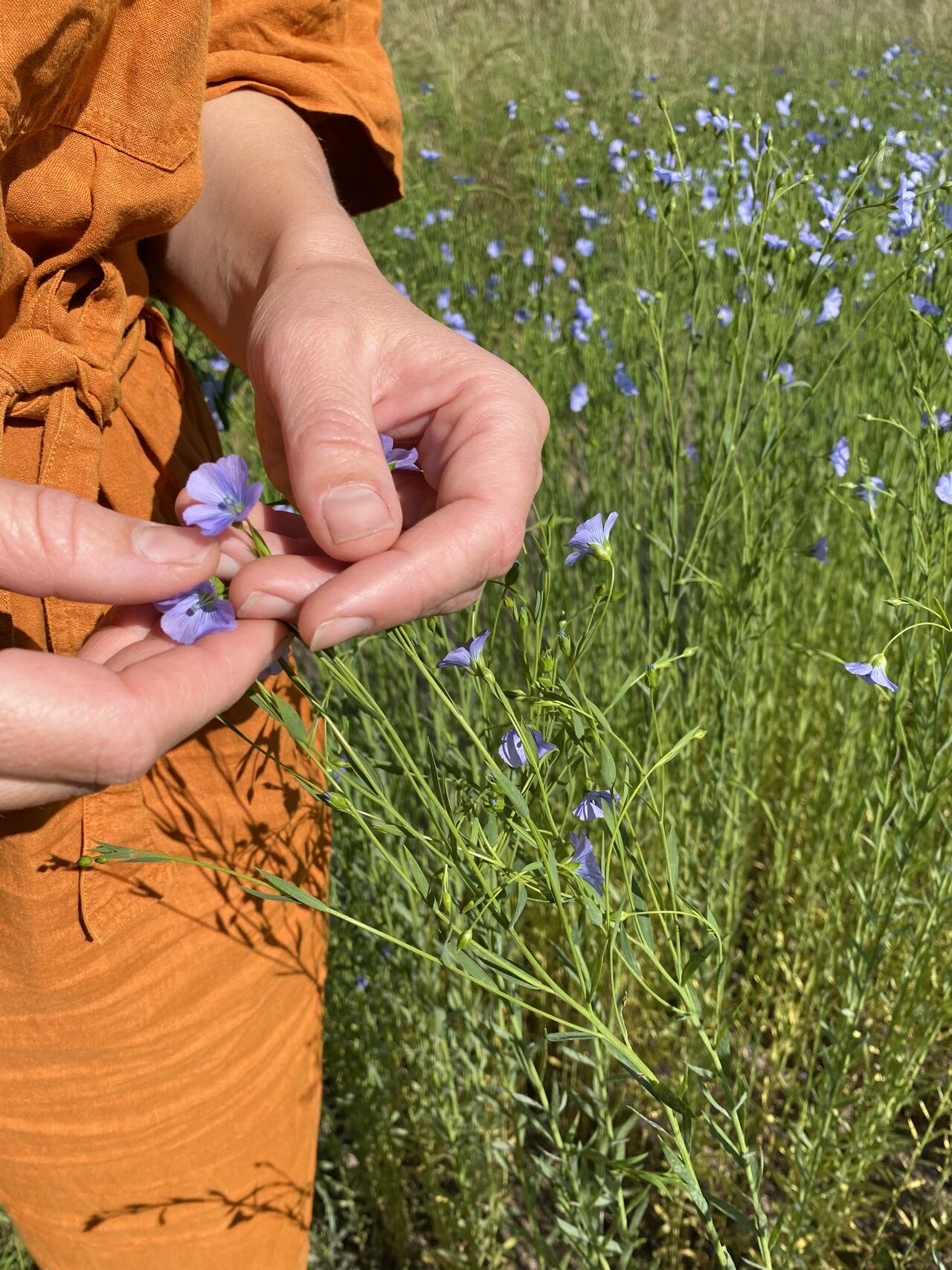 cultivating flax for linen