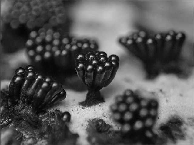 “Slime Molds” by Maia Valenzuela is licensed under CC BY 2.0; converted to greyscale.