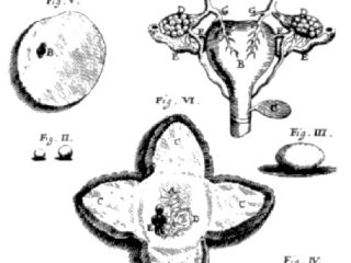 From Kerckring's Spicilegium anatomicum
