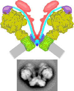 Dimeric ATP synthase from Polytomella with the headpiece in yellow; the rotor in green, the OSCP subunit in purple, the subunit a in dark blue and the stator in bright blue. In red are additional stator subunits which are in part special for Polytomella.