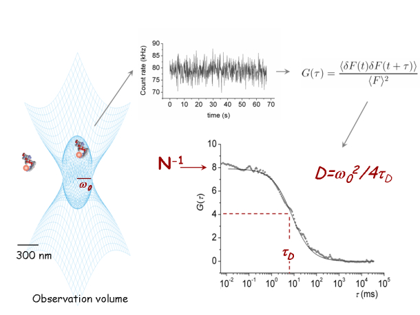 FCS reports on numbers (N) and diffusion speeds (D)