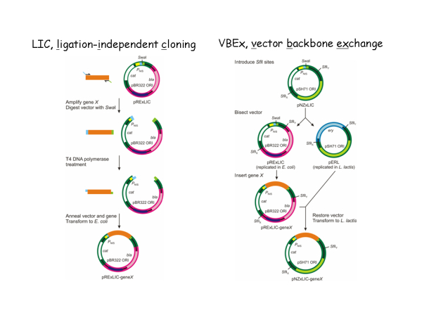 The LIC-VBEx procedure for high-throughput cloning in Escherichia coli and Lactococcus lactis