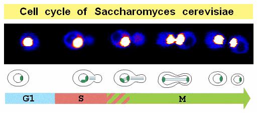 Optical Microscopy & Spectroscopy