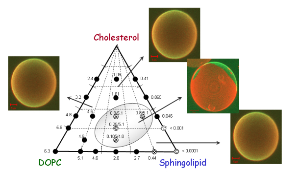 Lipid diffusion in liquid-crystalline and gel phase