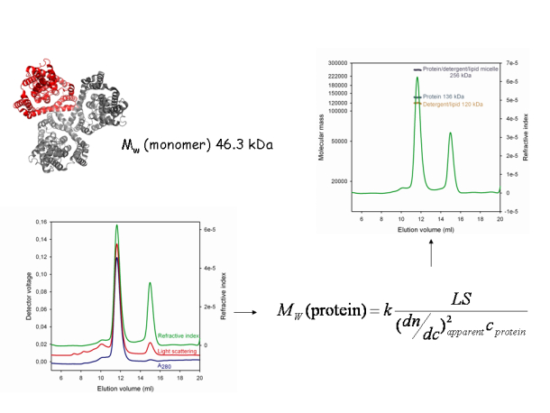 SEC-MALLS analysis of the trimeric Glutamate transporter GltT