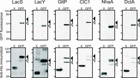 Structural Genomics