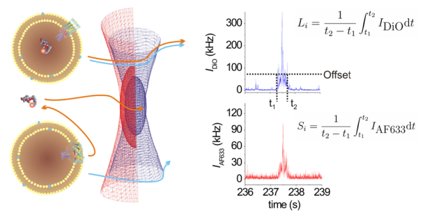 Transport through membrane pores