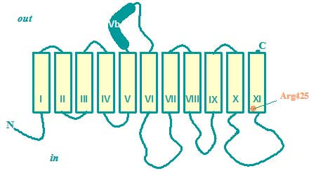 Membrane topology model of the Na+ -dependent citrate transporter of Klebsiella pneumoniae (2HCT family). Arg425 is involved in binding of the substrate