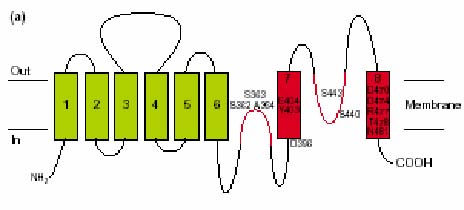 Membrane topology model of the glutamate transporter of Bacillus stearothermophilus (glutamate transporter family). Red loops represent renetrant loops.