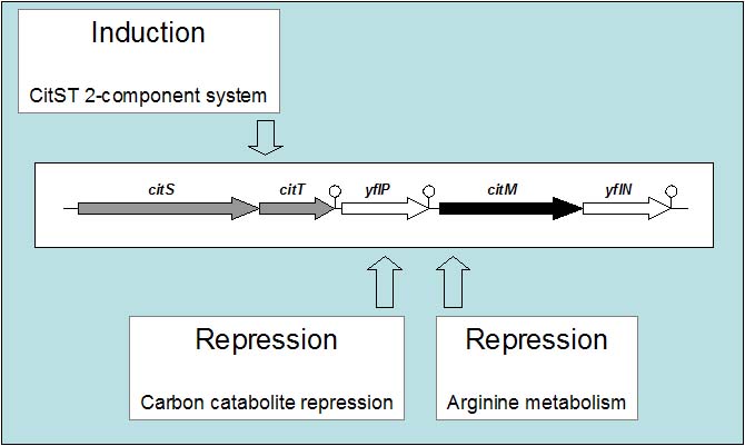 Complex regulation of expression of the Mg2+-citrate transporter of Bacilus subtilis