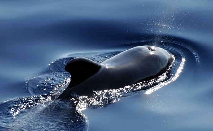 pilot whale