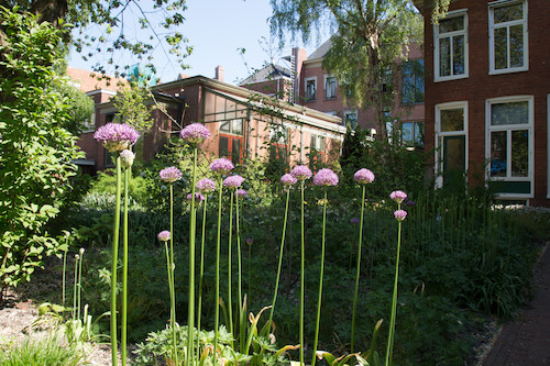 De tuin van het academiegebouw (Foto: beeldbank RUG)