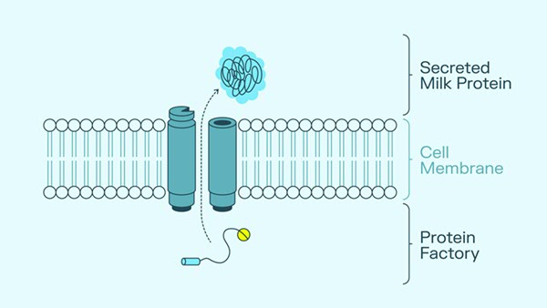 Illustration of a milk protein being finalized and secreted through a cell membrane (Source: Solar Foods)