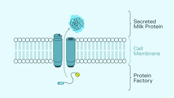 Illustratie van een melkeiwit dat wordt afgewerlt en uitgescheiden via een celmembraan (Bron: Solar Foods)