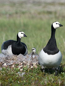 Barnacle geese